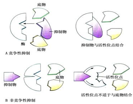 皇冠体育