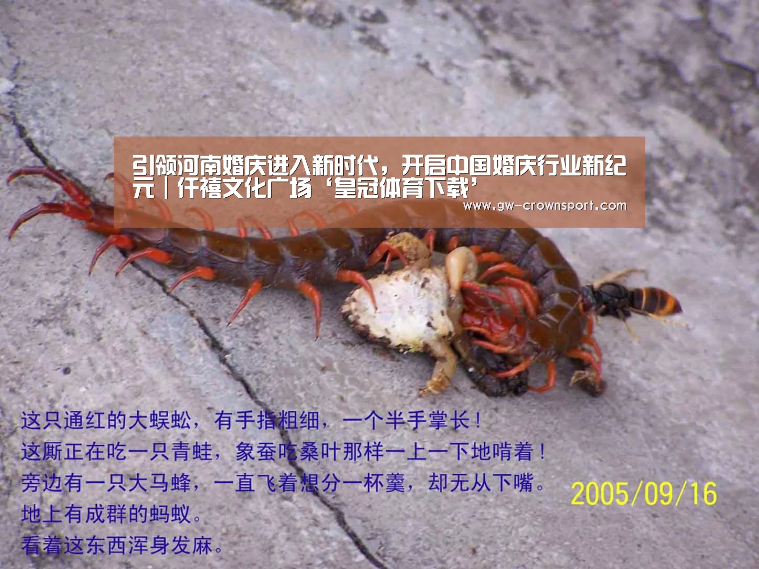 皇冠体育下载